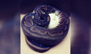 Con trăn cái 62 tuổi ở Vườn thú Saint Louis. Ảnh: CNN