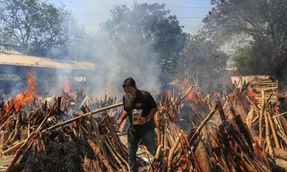 Ấn Độ chặt cây trong công viên thủ đô để hỏa thiêu thi thể bệnh nhân COVID-19