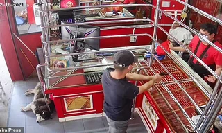 Phì cười với chú chó ngủ say như chết khi chủ bị ‘cướp tiệm vàng’