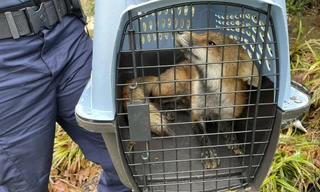 Mỹ: Điện Capitol náo loạn vì một con cáo