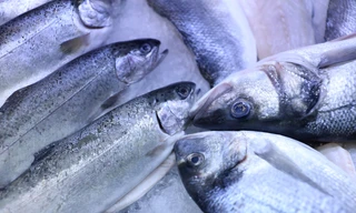 Cảnh sát Bồ Đào Nha phát hiện 1,3 tấn cocaine giấu trong cá đông lạnh