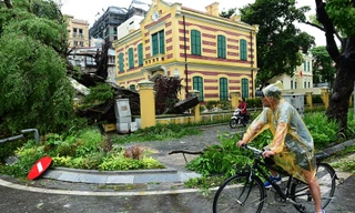 Cây si cổ thụ gắn với biệt thự 49 Trần Hưng Đạo bật gốc