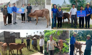 'Áo xanh' tạo điểm tựa thoát nghèo từ mô hình bò sinh kế