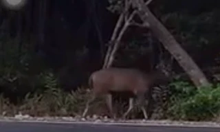 Cảnh báo con nai to bằng con bò thường xuyên xuất hiện ở Rừng Sác