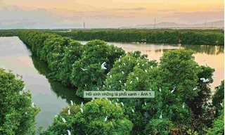 Hồi sinh những lá phổi xanh