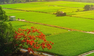 Cây phượng 'cô đơn' giữa ruộng rau muống tại TPHCM lại gây sốt mạng xã hội