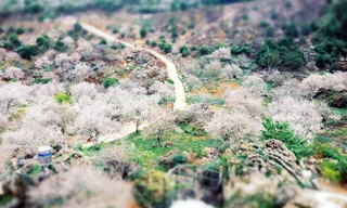 Lễ phát động Tết trồng cây "Đời đời nhớ ơn Bác Hồ" Xuân Canh Tý năm 2020 diễn ra tại Sơn La