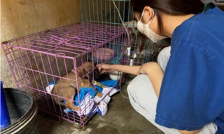 Trạm cứu hộ đặc biệt chữa lành cho những 'người bạn bốn chân'