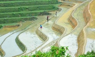 Vẻ đẹp của thanh âm, sắc màu ruộng bậc thang mùa nước đổ