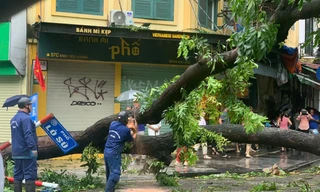 Hà Nội hối hả khắc phục hậu quả, giải toả cây đổ sau bão YAGI