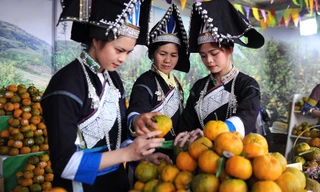 Tuần lễ quýt ngọt biên giới Mường Khương tại Hà Nội