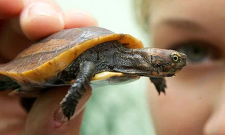 Tìm thấy rùa quý hiếm nhất thế giới