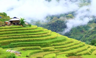 Mê mẩn ngắm ruộng bậc thang mùa lúa chín đẹp như tranh vẽ