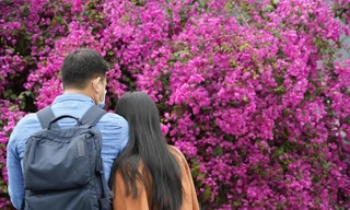 Cây hoa giấy 'hot' nhất Quảng Ninh được giới trẻ săn đón