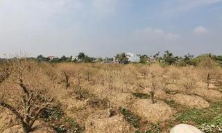 Vụ hơn 1 nghìn gốc đào tết bị bụi phủ trắng xóa: hỗ trợ mỗi cây 50 nghìn đồng