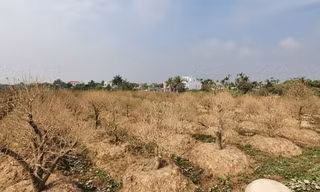Vụ hơn 1 nghìn gốc đào tết bị bụi phủ trắng xóa: hỗ trợ mỗi cây 50 nghìn đồng