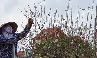 Hàng nghìn gốc đào chưa kịp bán đã nở rộ, nông dân Hải Phòng lo 'mất Tết'