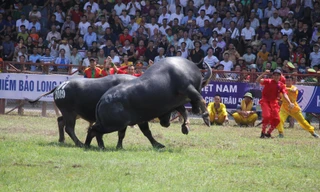 Trâu số 07 vô địch Lễ hội chọi trâu Đồ Sơn năm 2019