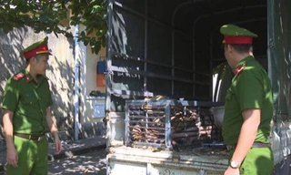 Bắt quả tang 2 đối tượng chở hổ từ Nghệ An về Quảng Ninh để nấu cao