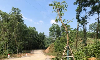 Vụ hàng cây tiền tỷ 'tự mọc': Mất công nhổ, chủ nhân mới đứng ra xin