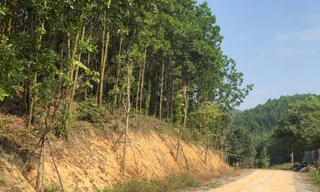 Kỳ lạ, hàng cây tiền tỷ 'tự mọc' trong khuôn viên dự án ở Quảng Ninh