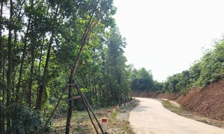 Vụ hàng cây tiền tỷ 'tự mọc': Cẩm Phả phát đi công văn hỏa tốc