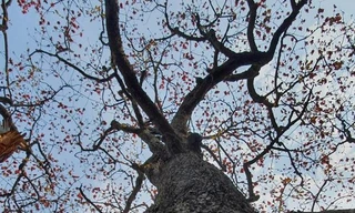 Trầm trồ vẻ đẹp 5 gốc gạo cổ thụ độc đáo ở Đồ Sơn