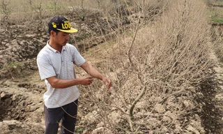 Hàng nghìn gốc đào tết bị bụi phủ trắng xóa vì dự án làm đường