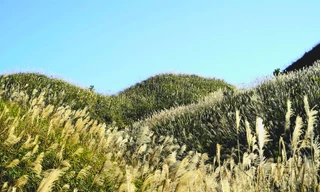 Check in 'cháy máy' mùa cỏ lau Bình Liêu đẹp ngất ngây