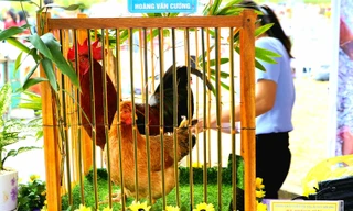 Độc đáo cuộc thi 'vua gà Tiên Yên'