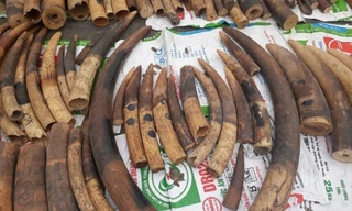 Hàng tấn vảy tê tê, ngà voi bị bắt giữ.