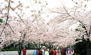 Nỗi nhớ Tết quê nhà