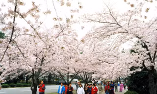 Nỗi nhớ Tết quê nhà