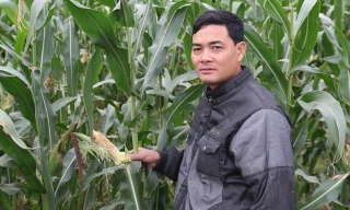 Đồng ngô của người dân Diễn Châu, Nghệ An bị chuột phá hoại, dù đã được rải thuốc chuột.