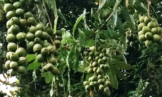 Mắc ca trĩu quả.