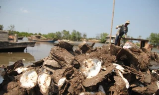 Hàu chết chất đống bên bờ. Ảnh: Zing