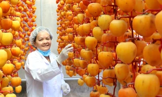 Người Đà Lạt sấy hồng theo công nghệ Nhật.