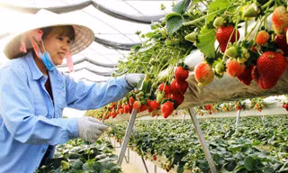 Trang trại dâu doanh thu nhiều tỷ đồng mỗi ha của Cty TNHH Hoa Thắng Thịnh.