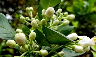 Một vẻ đẹp tháng Ba. Ảnh: Đỗ Đức.