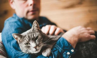 Chú mèo được vô số người trên thế giới ủng hộ