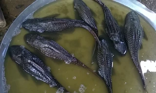 Cá lau kiếng được bán ở chợ Tam Nông, Đồng Tháp. Ảnh: N.B.