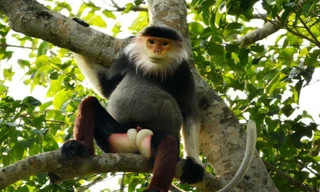 Giải cứu voọc chà vá quý hiếm lạc vào nhà dân