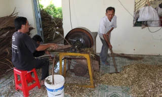 Công việc thái thuốc gỗ tại Hưng Nghĩa Tự.