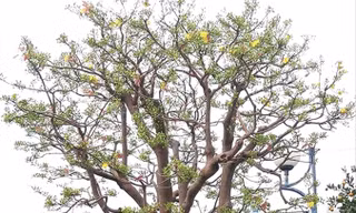 Cây mai cổ thụ chơi Tết giá 3 tỷ đồng ở Đà Nẵng