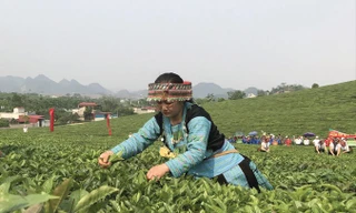 Theo Hiệp hội Chè Việt Nam, mỗi năm ngành chè mất khoảng 1.000 tỷ đồng do thiếu liên kết. Ảnh: Bình Phương.