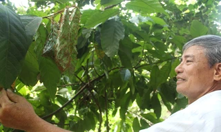 Ông Đoàn Văn Le người nuôi kiến bảo vệ vườn cây.