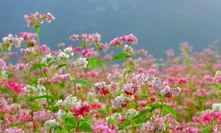 Hoa tam giác mạch ở phố đi bộ Hà Nội