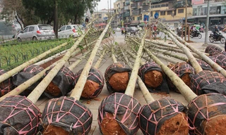 Số cây tập kết trên đường Nguyễn Chí Thanh có nguồn gốc từ Yên Bái?