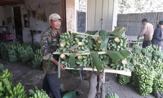 Thương lái đang đổ xô mua chuối khiến nông dân lại đổ xô trồng mới.