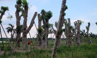 Hàng chục tỷ đồng được chi cho việc đánh chuyển, nhưng việc tái sử dụng xà cừ trong đô thị lại không khả thi.